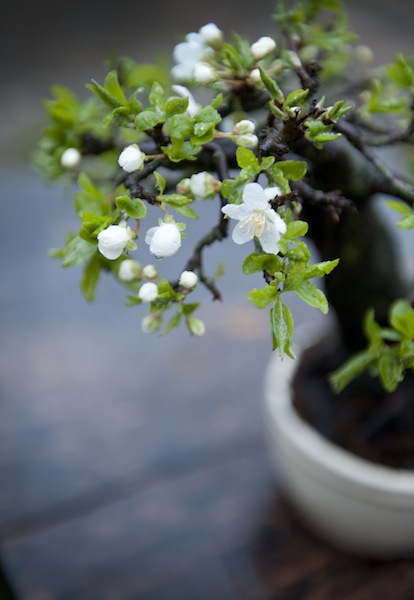 Bonsai photography