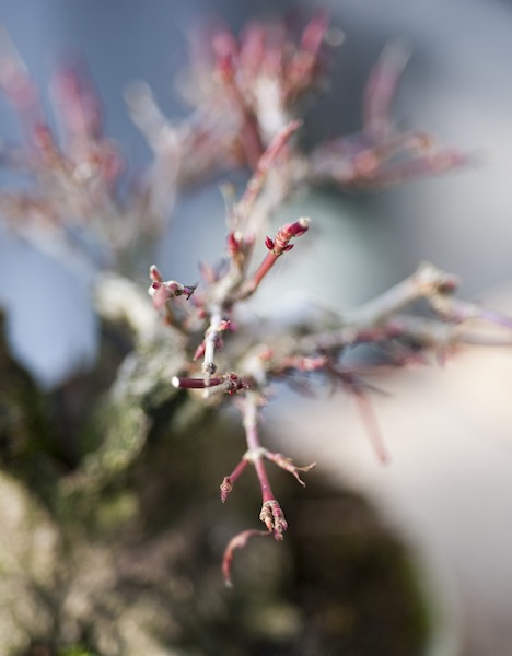 New buds on a Japanese maple bonsai