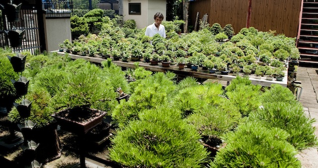 Bonsai nursery in Japan