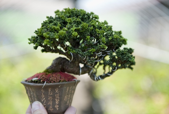 Bonsai tree