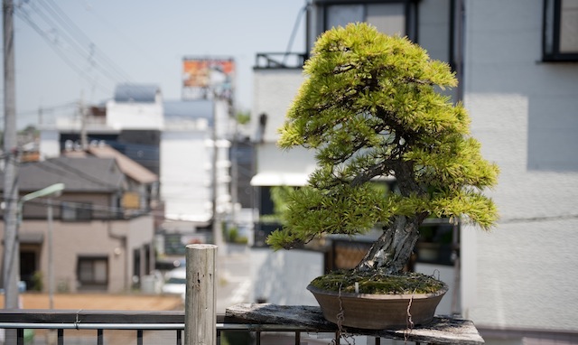 Pine Bonsai at Yorozuen Japan