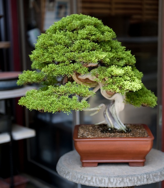 Tojuen Juniper bonsai, Japan