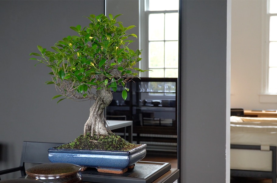 Ficus Bonsai for Beginners