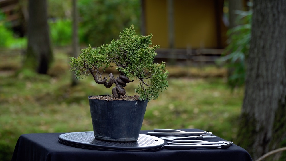 Juniper bonsai before