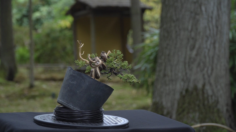 Juniper bonsai during styling