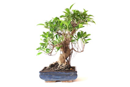 Veronderstelling Avondeten Matron Verzorging voor de Ficus (Ficus Retusa / Ginseng) - Bonsai Empire