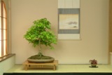 Bonsai wallpaper